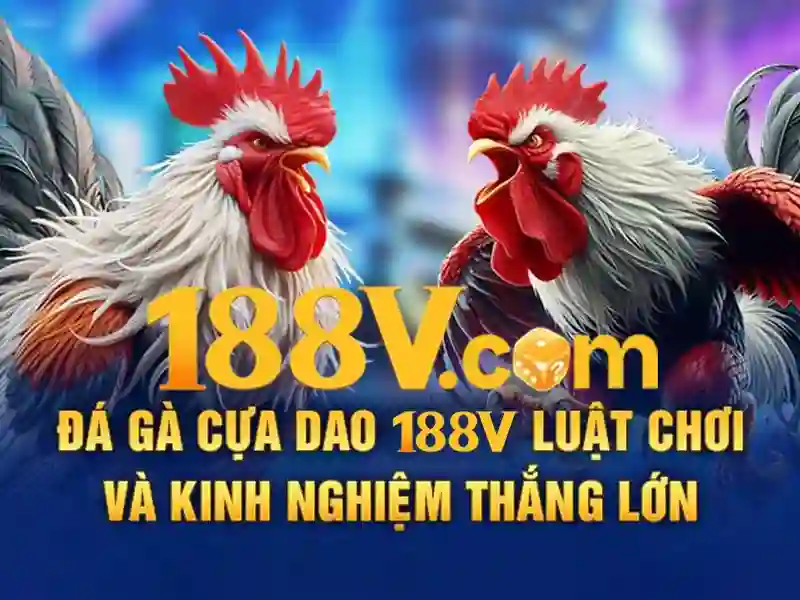 Trải nghiệm người dùng và phản hồi cộng đồng